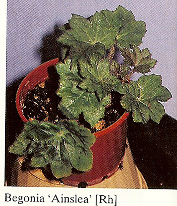 B. ‘Ainslea’